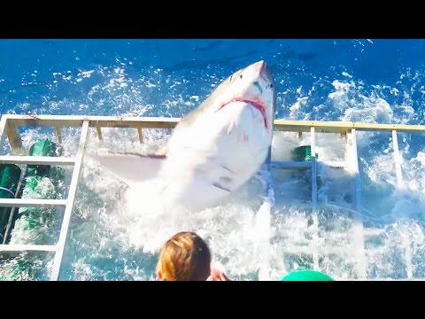 Great White Shark Cage Diving Breach Accident (Original)