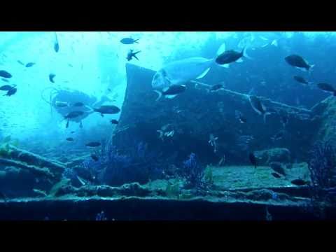 Wracktauchen: Le Donator (Prosper Schiaffino), Côte d&#039;Azur, Frankreich