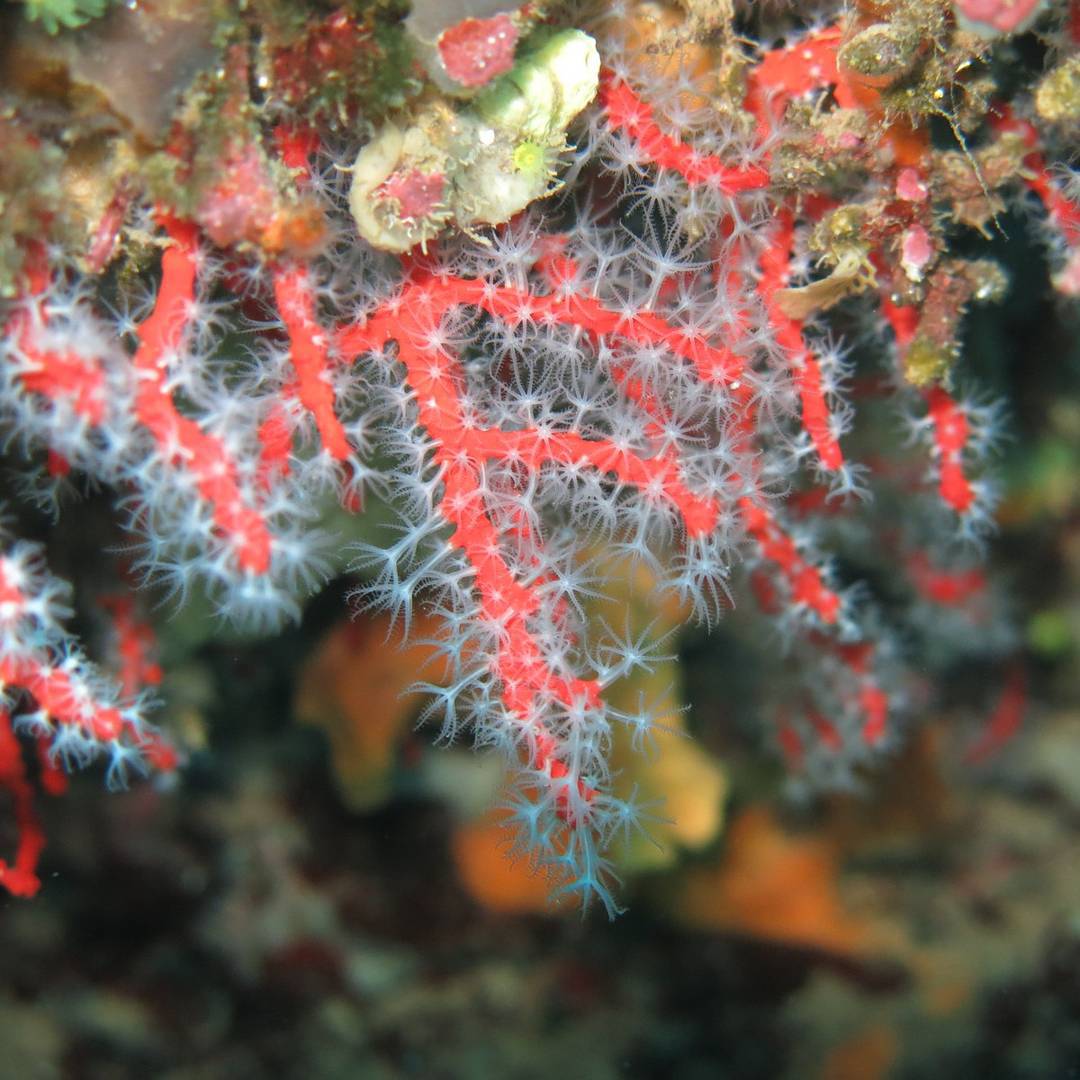 Rote Koralle am Rabiou l Arche