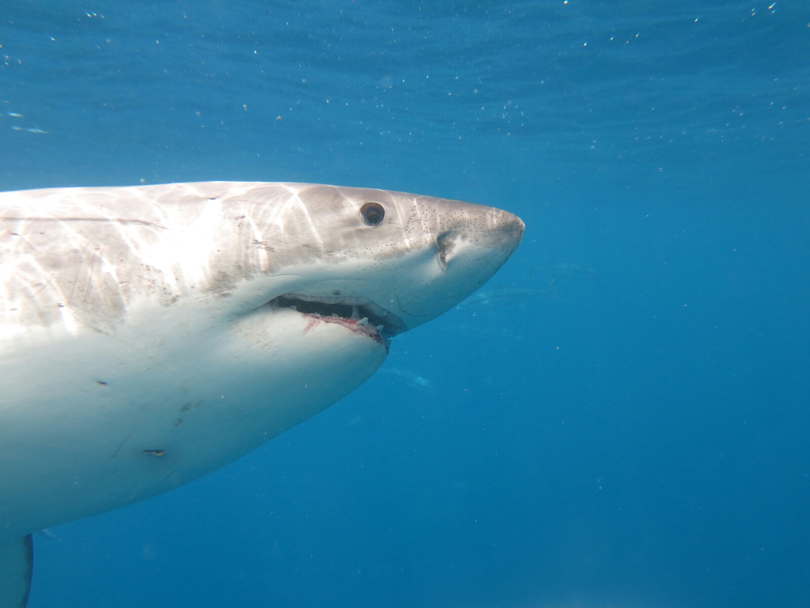 The Great White Shark (Weißer Hai)